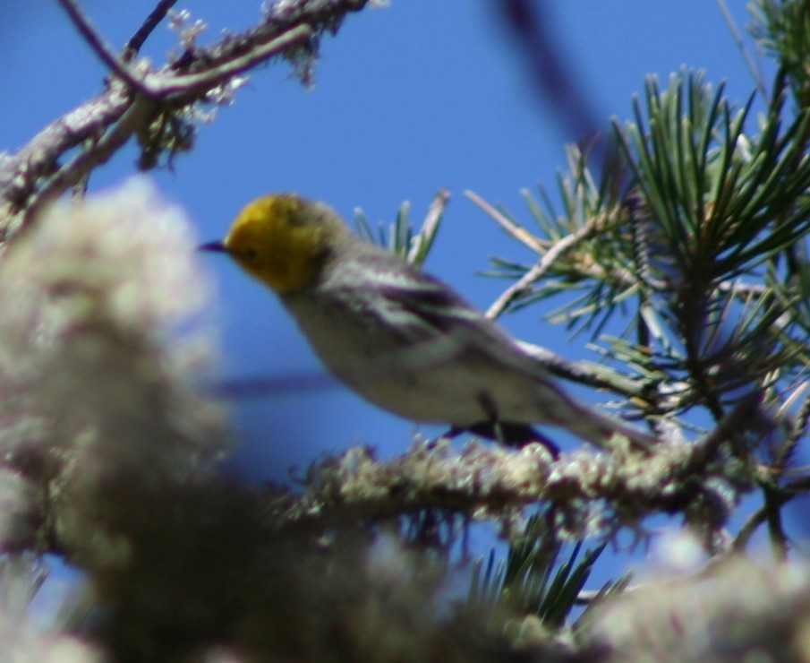 Hermit Warbler - ML171105931