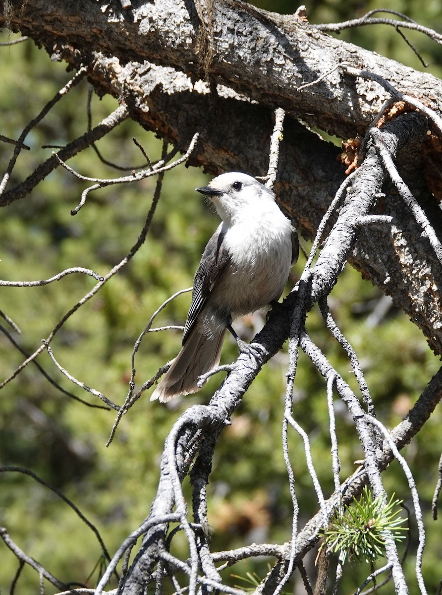 Canada Jay - Elizabeth McCabe