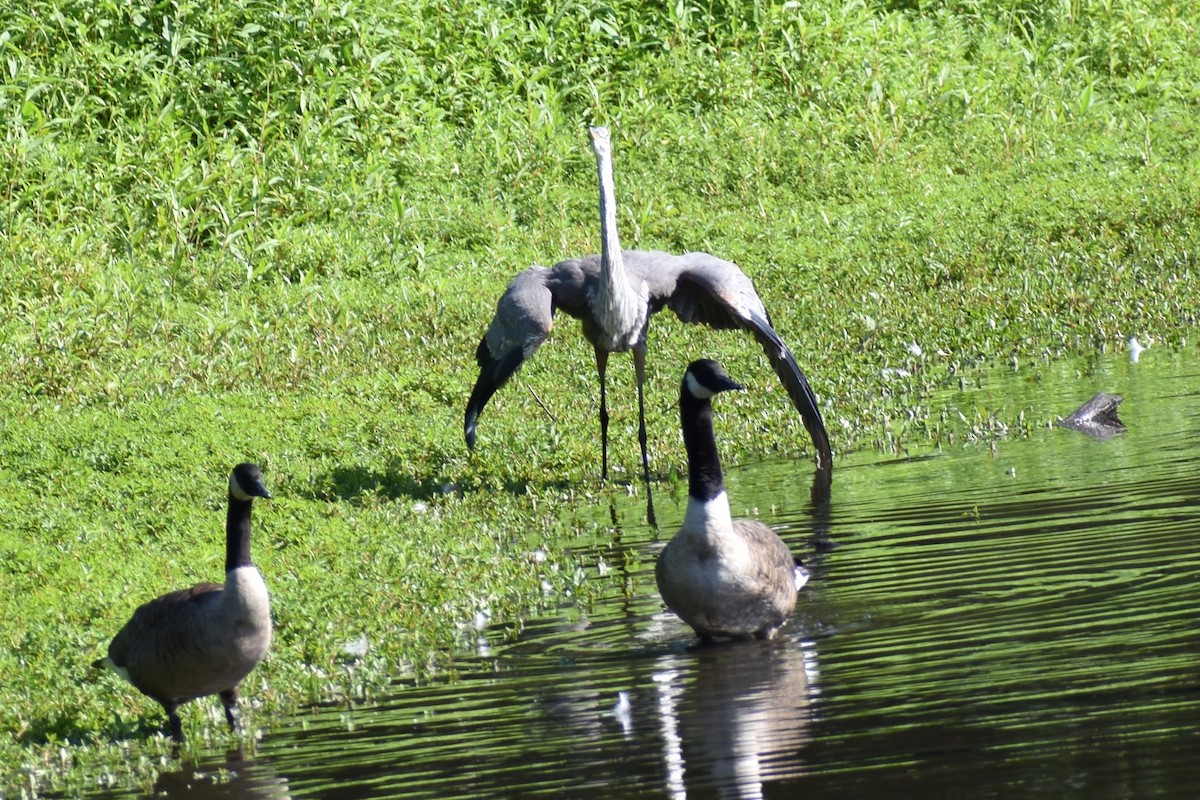 Great Blue Heron - ML171106561