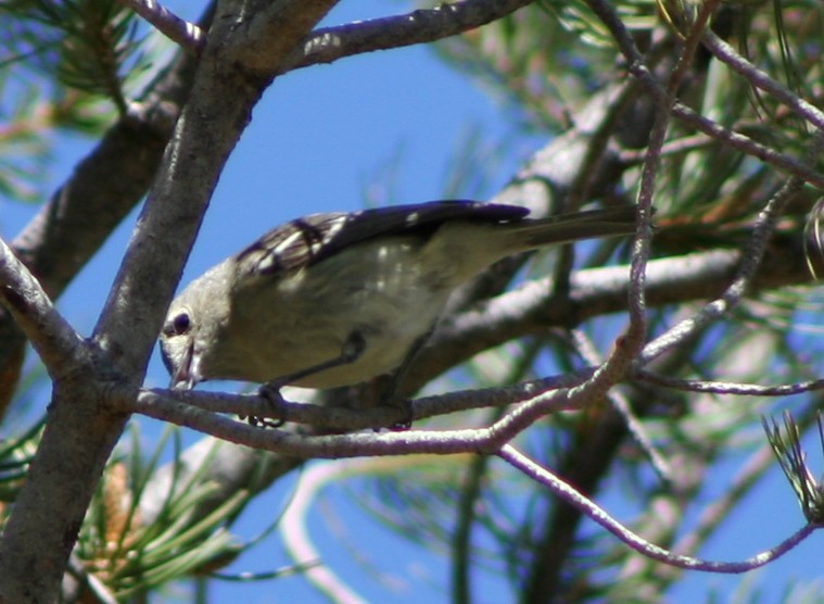 Hutton's Vireo - ML171107351