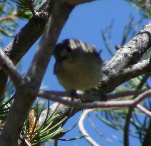 Hutton's Vireo - Paul Sellin