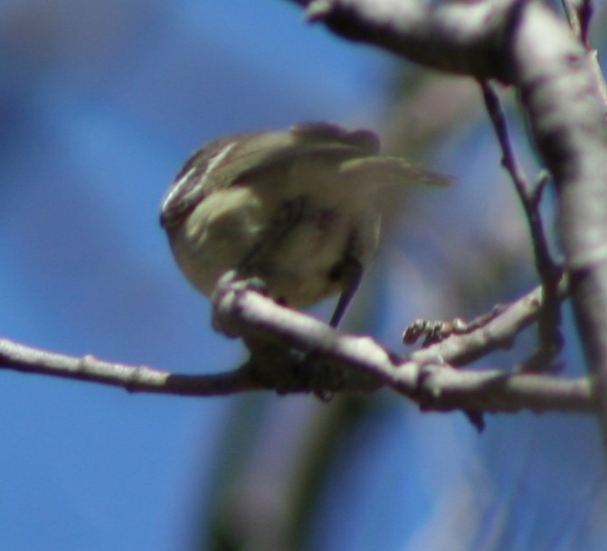 Hutton's Vireo - Paul Sellin