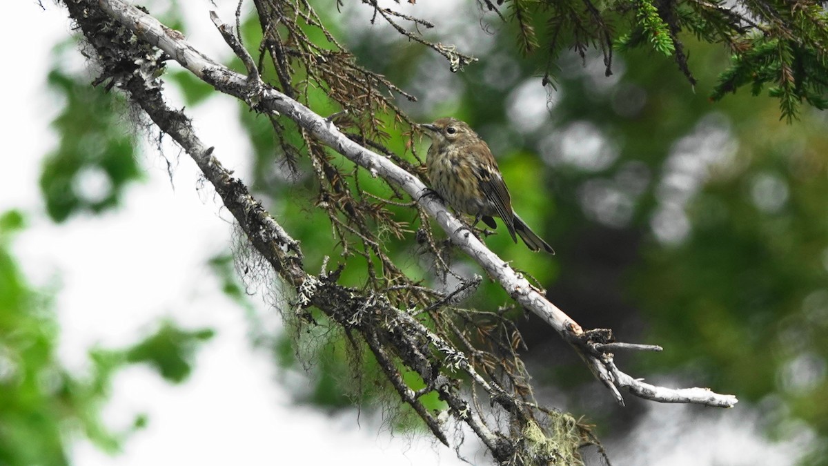 Yellow-rumped Warbler - ML171108991