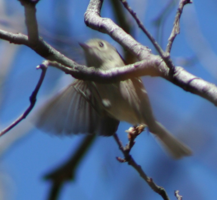 Vireo de Hutton - ML171109411