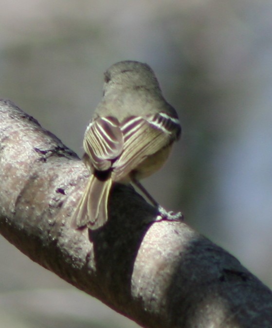 Hutton's Vireo - ML171109941