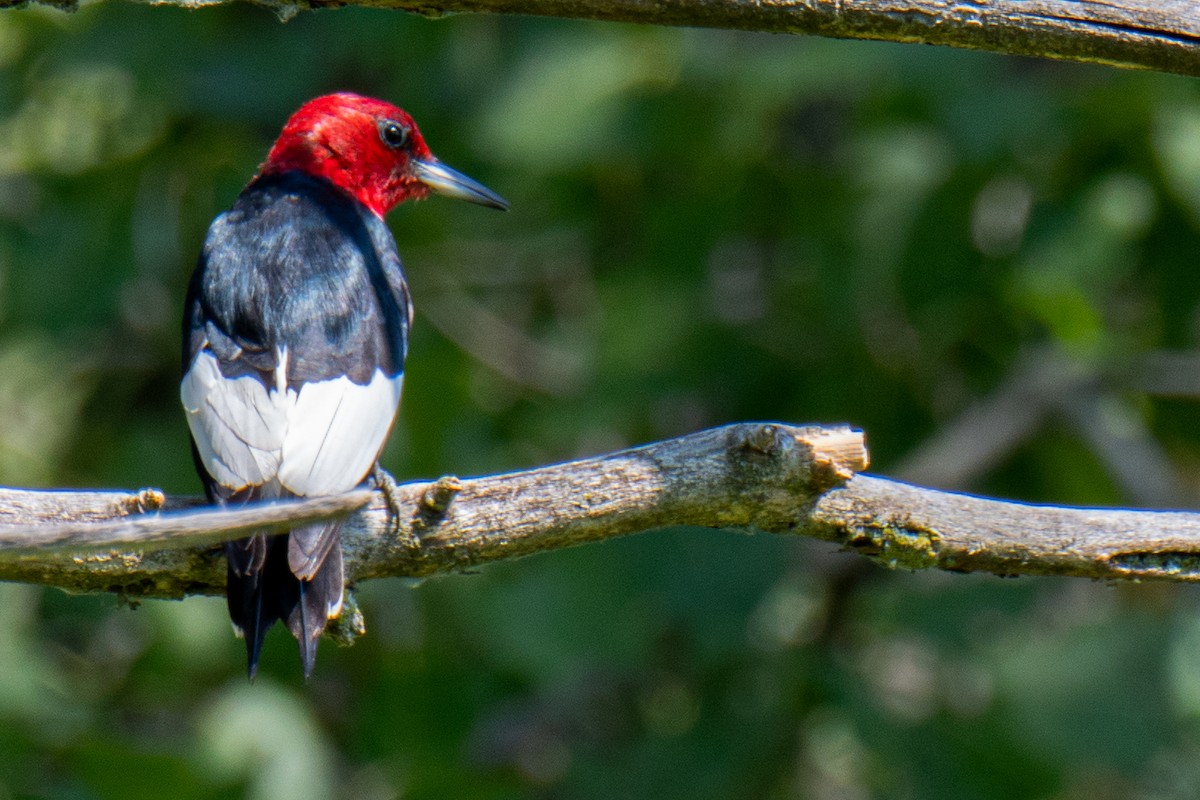 Red-headed Woodpecker - ML171110851