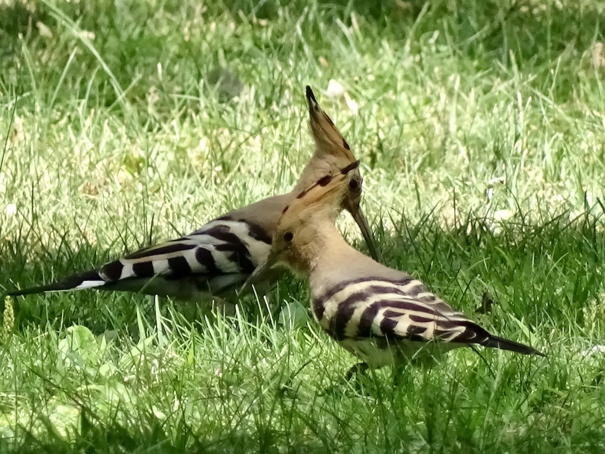 Eurasian Hoopoe - ML171110951