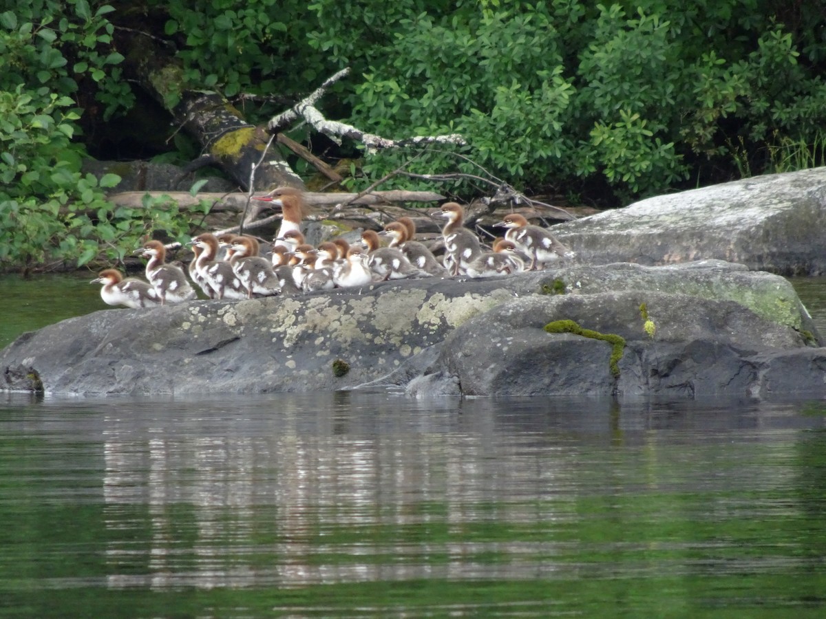 Common Merganser - Billie Cantwell