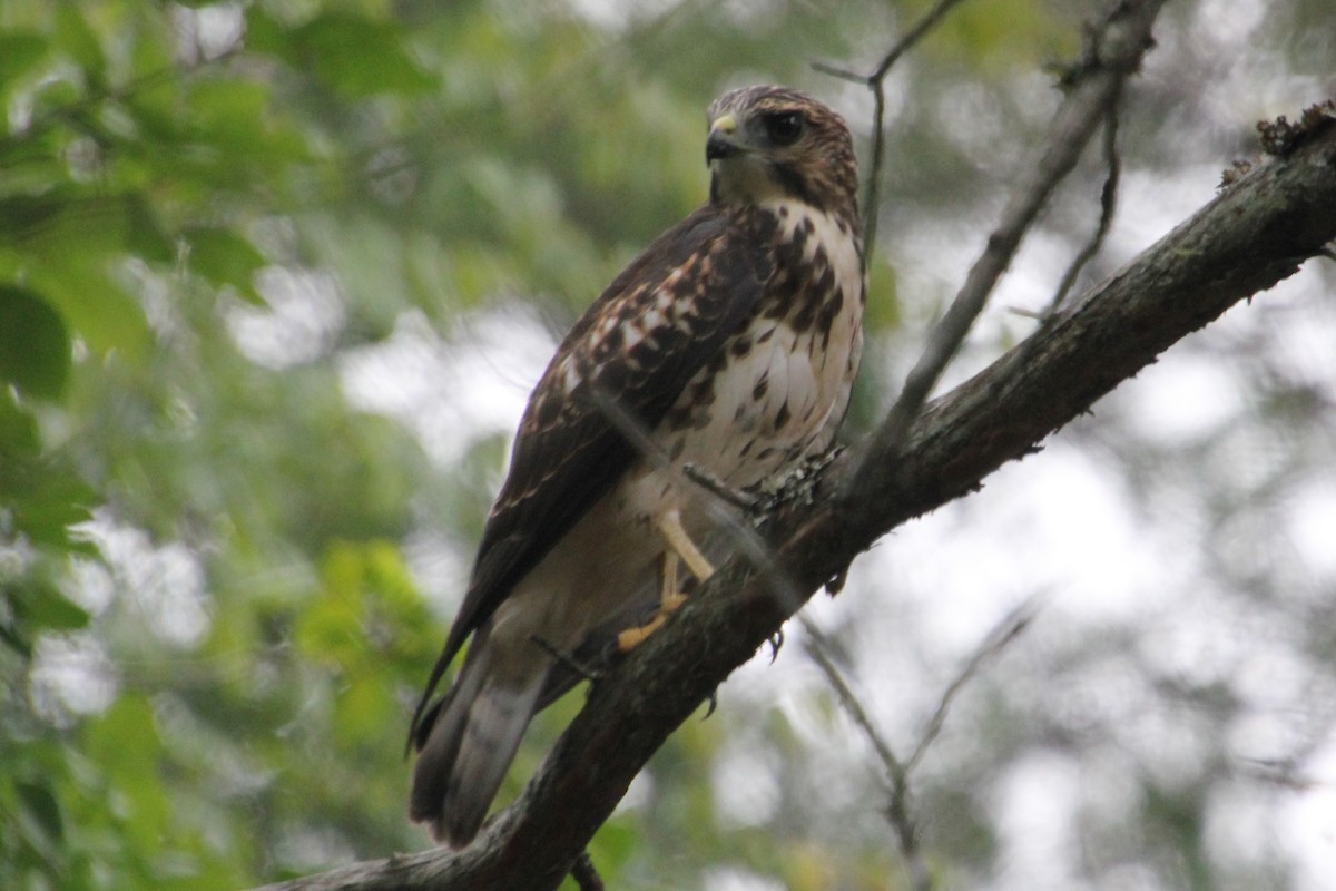 Red-tailed Hawk - ML171115031