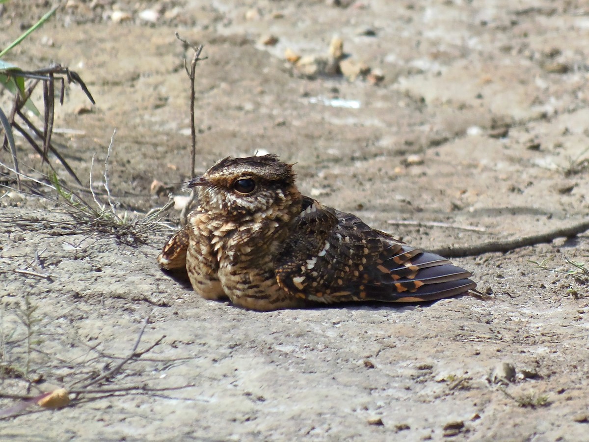 White-tailed Nightjar - ML171116381