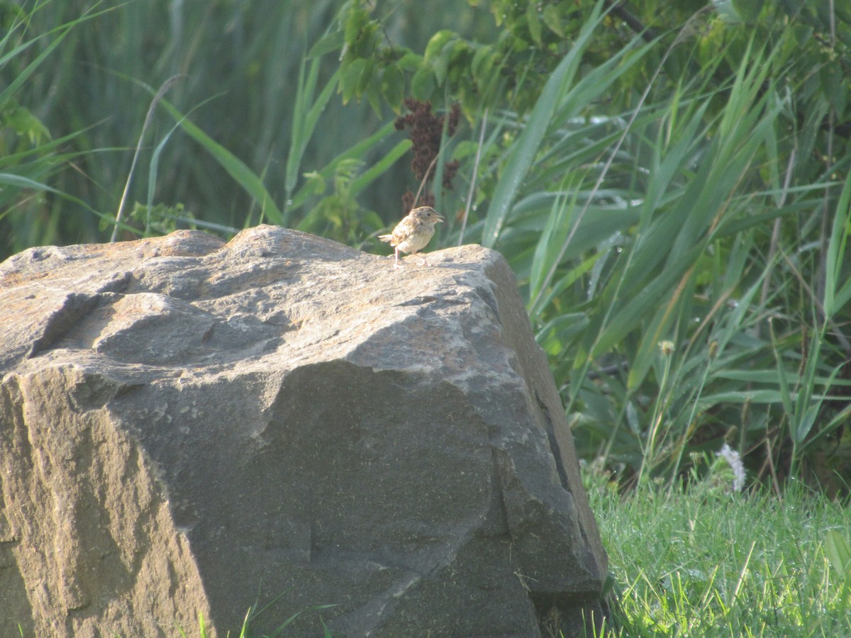 Grasshopper Sparrow - ML171117061