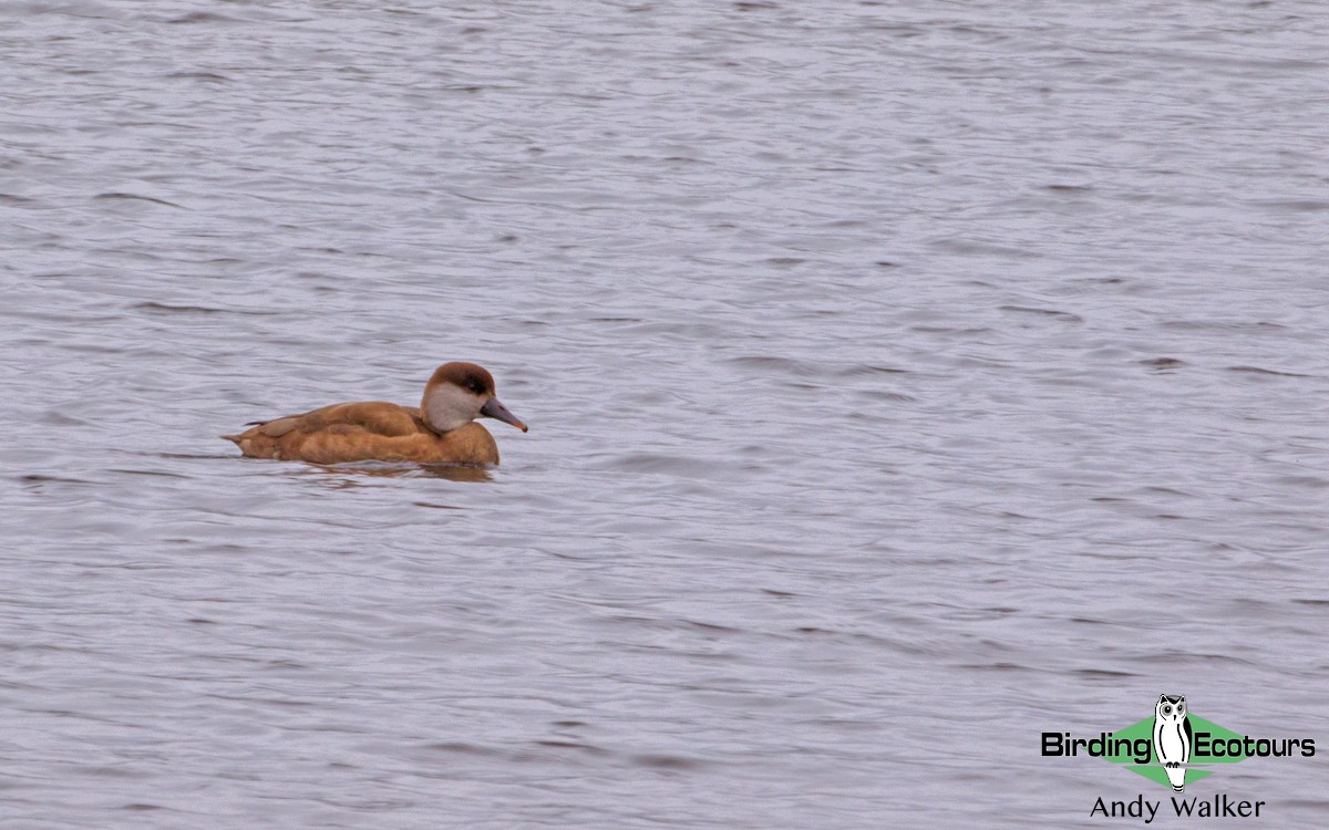 Red-crested Pochard - Andy Walker - Birding Ecotours