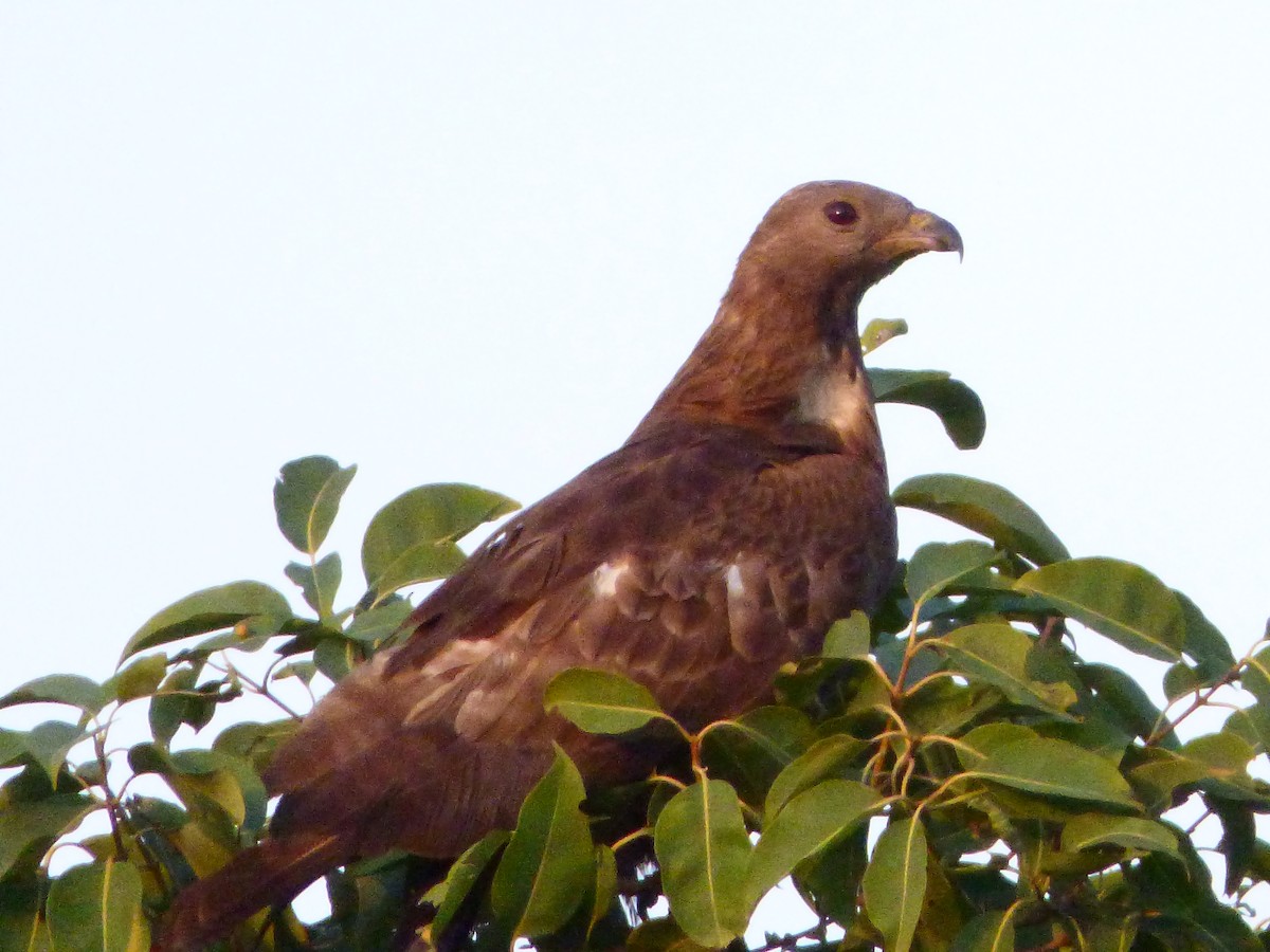 Oriental Honey-buzzard - Harish Dobhal