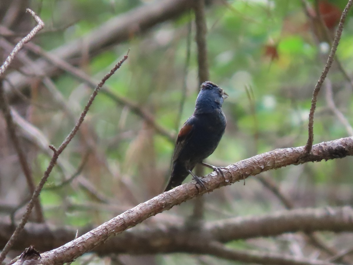 Blue Grosbeak - ML171118841