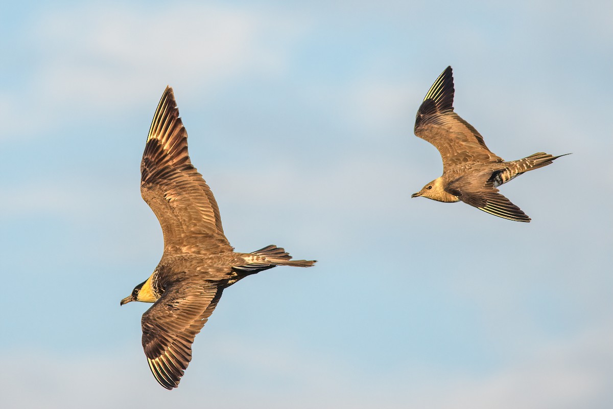 Long-tailed Jaeger - ML171119961