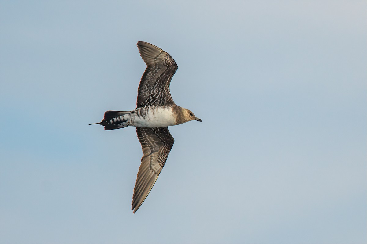 Long-tailed Jaeger - ML171120101