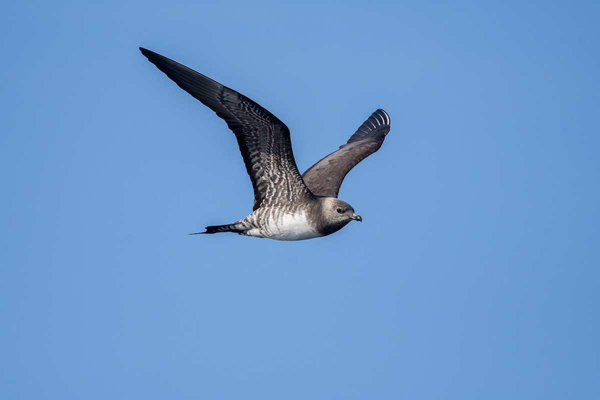 Long-tailed Jaeger - ML171120261