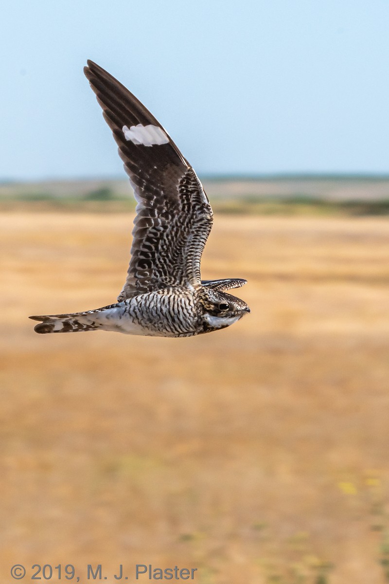 Common Nighthawk - ML171120481