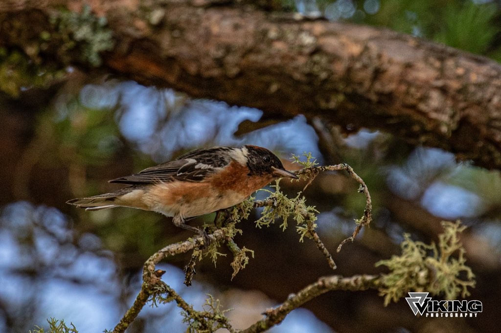 Bay-breasted Warbler - ML171121141