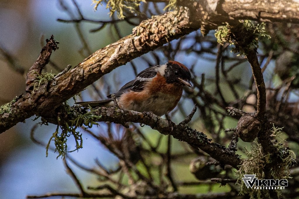 Bay-breasted Warbler - ML171121151