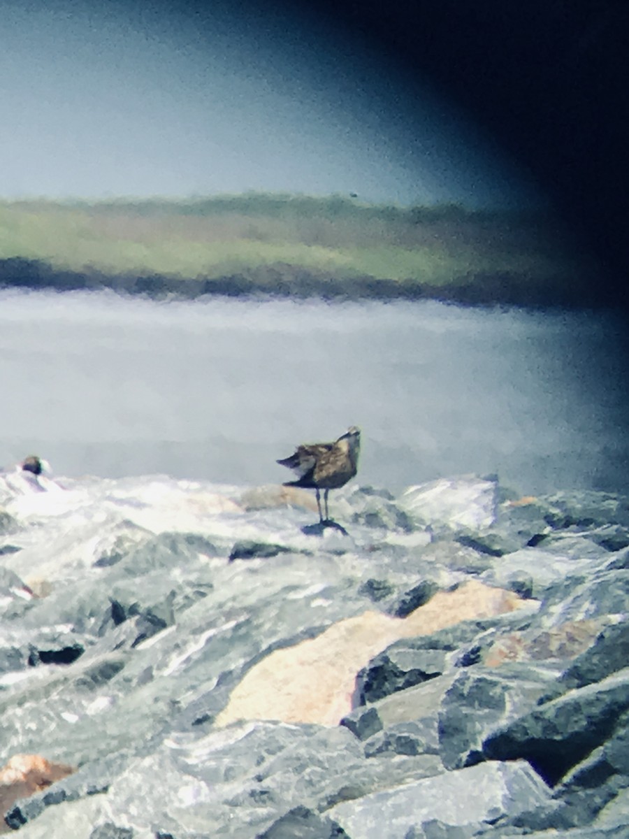 Whimbrel - Mike Walsh