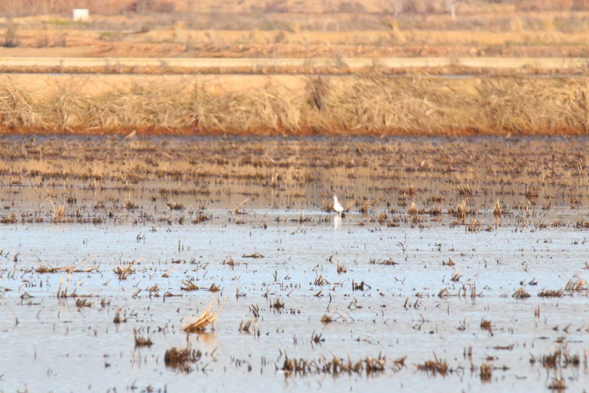 Marsh Sandpiper - ML171122011