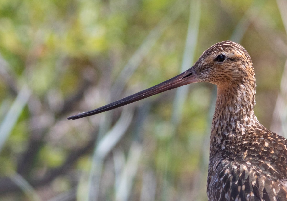 Bar-tailed Godwit - Doug Gochfeld