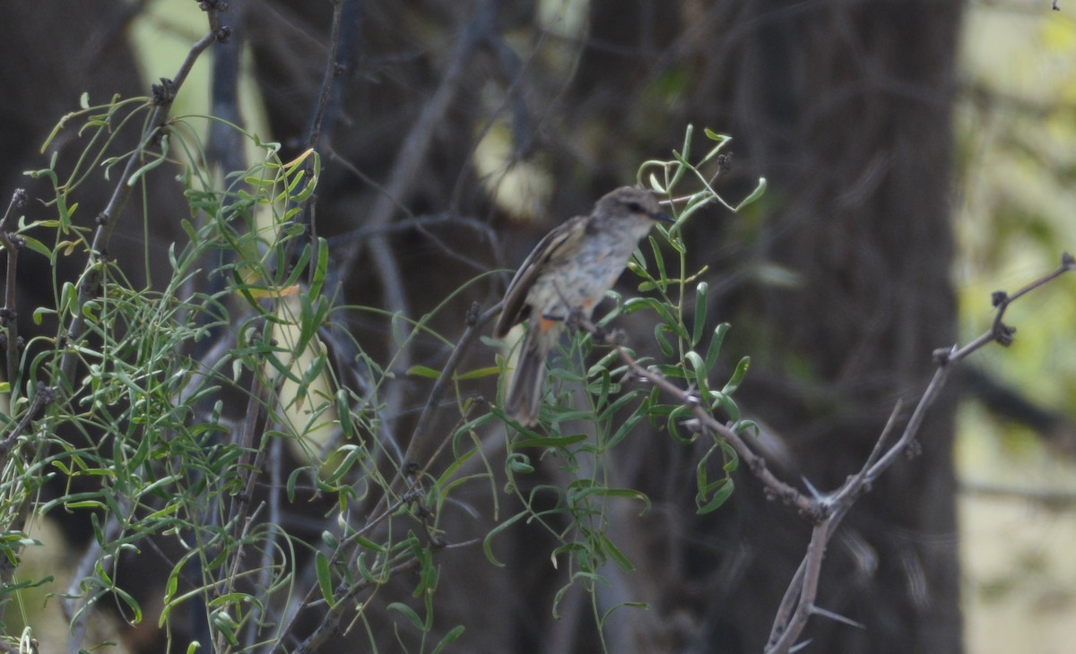 Vermilion Flycatcher - ML171123611