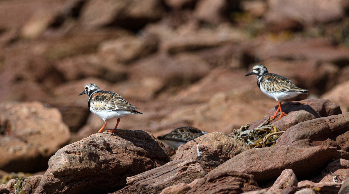 Ruddy Turnstone - ML171125931