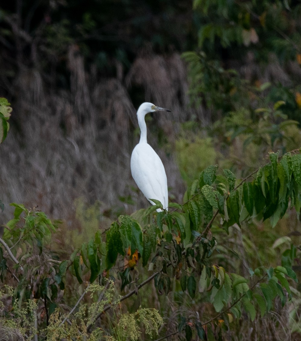 Little Blue Heron - ML171127001
