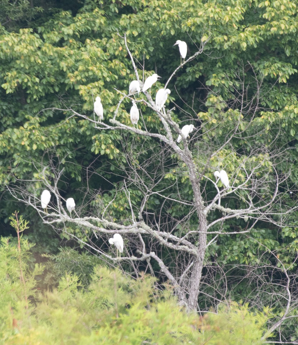 Little Blue Heron - ML171127051