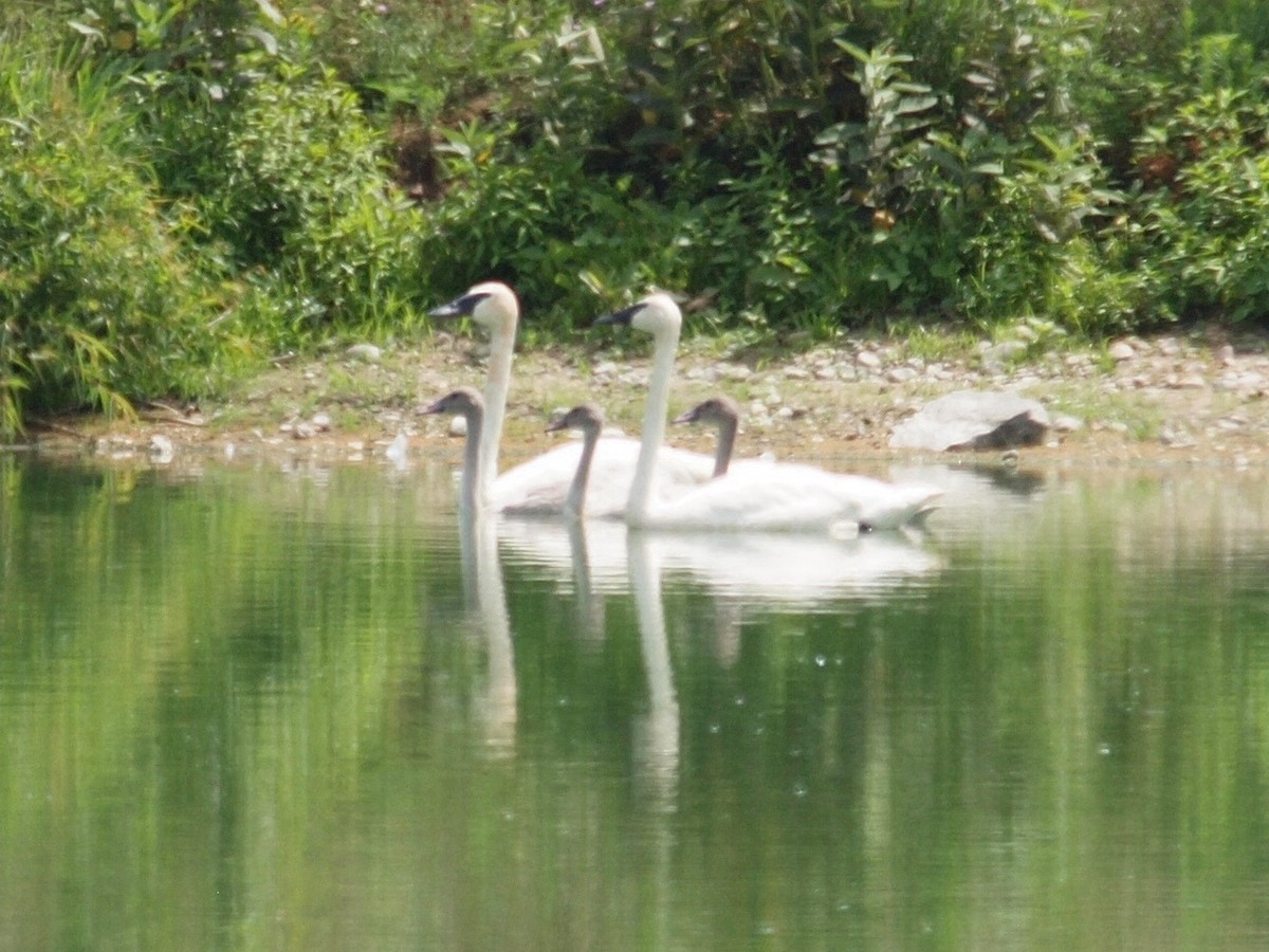 Trumpeter Swan - ML171129351