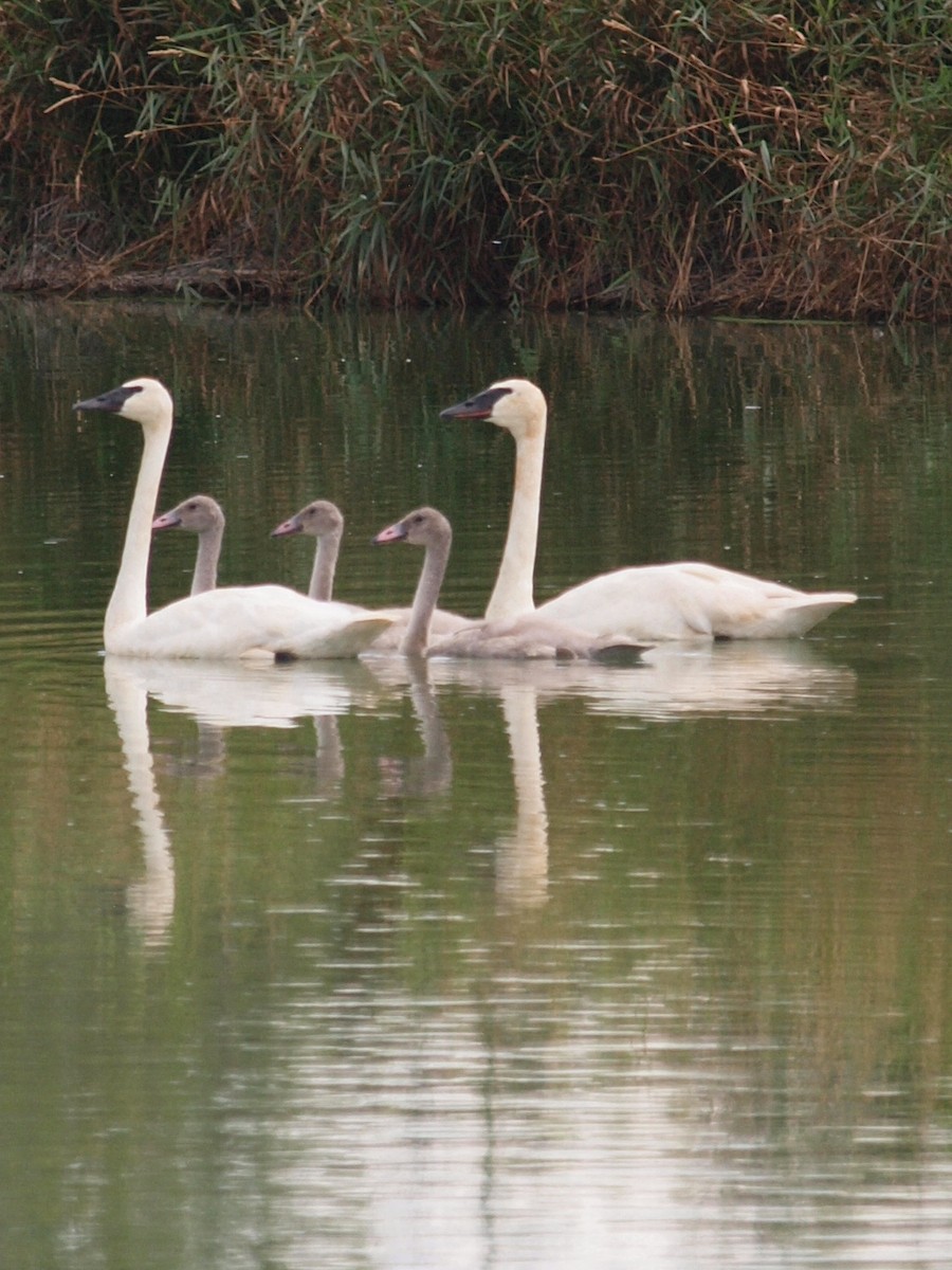Trumpeter Swan - ML171129481