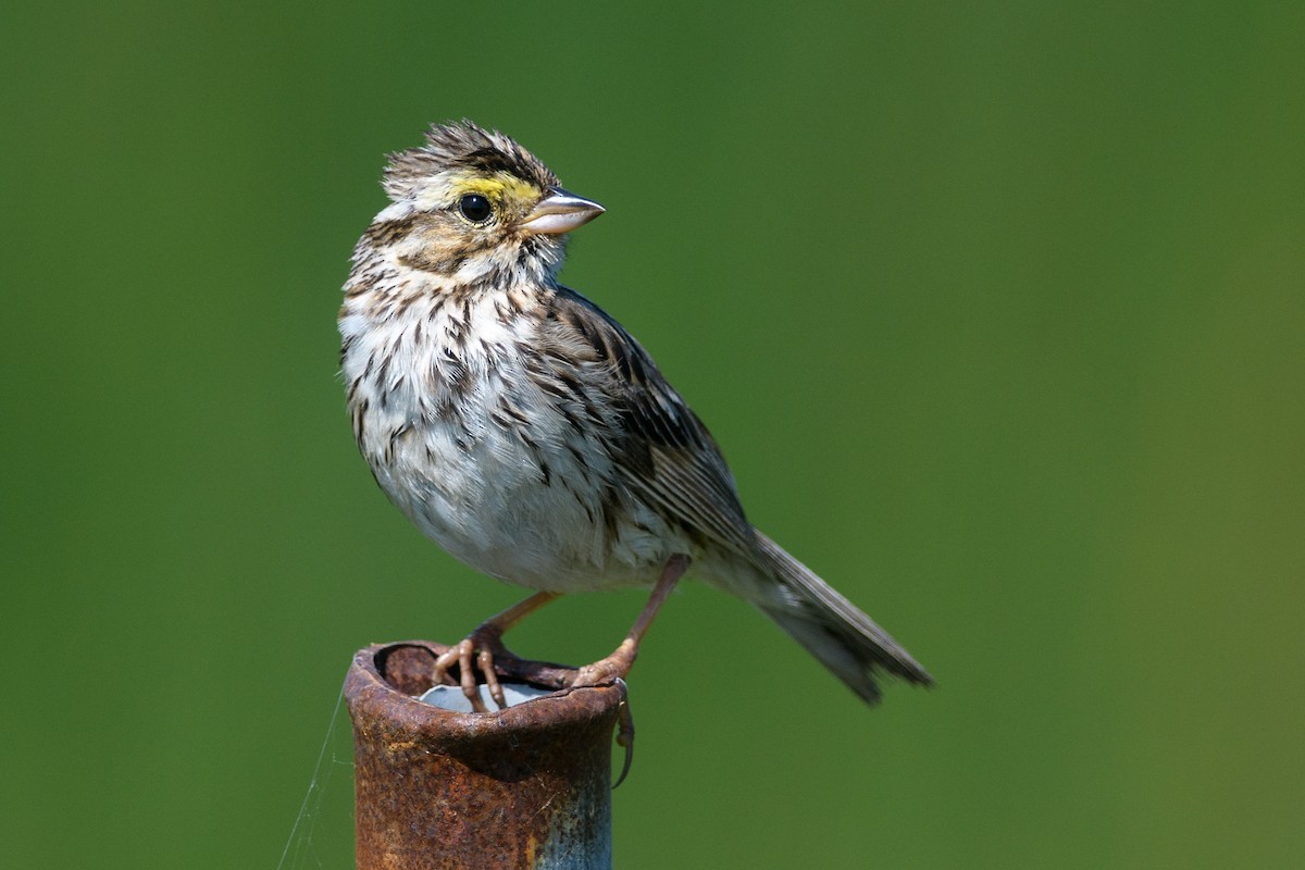 Savannah Sparrow - ML171129741