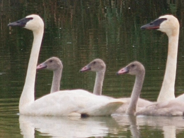 Trumpeter Swan - ML171130271