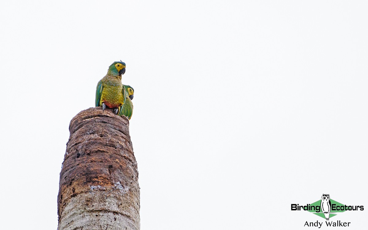 Red-bellied Macaw - ML171130331