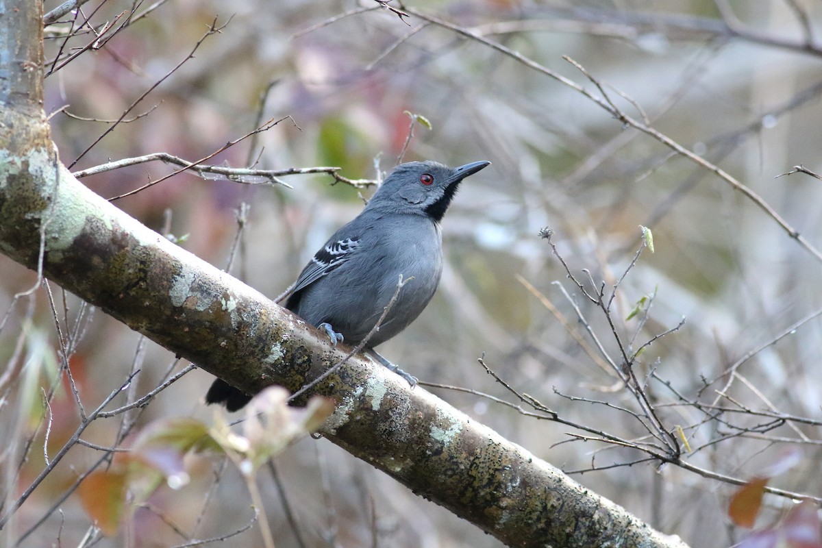 Slender Antbird - Daniel Branch