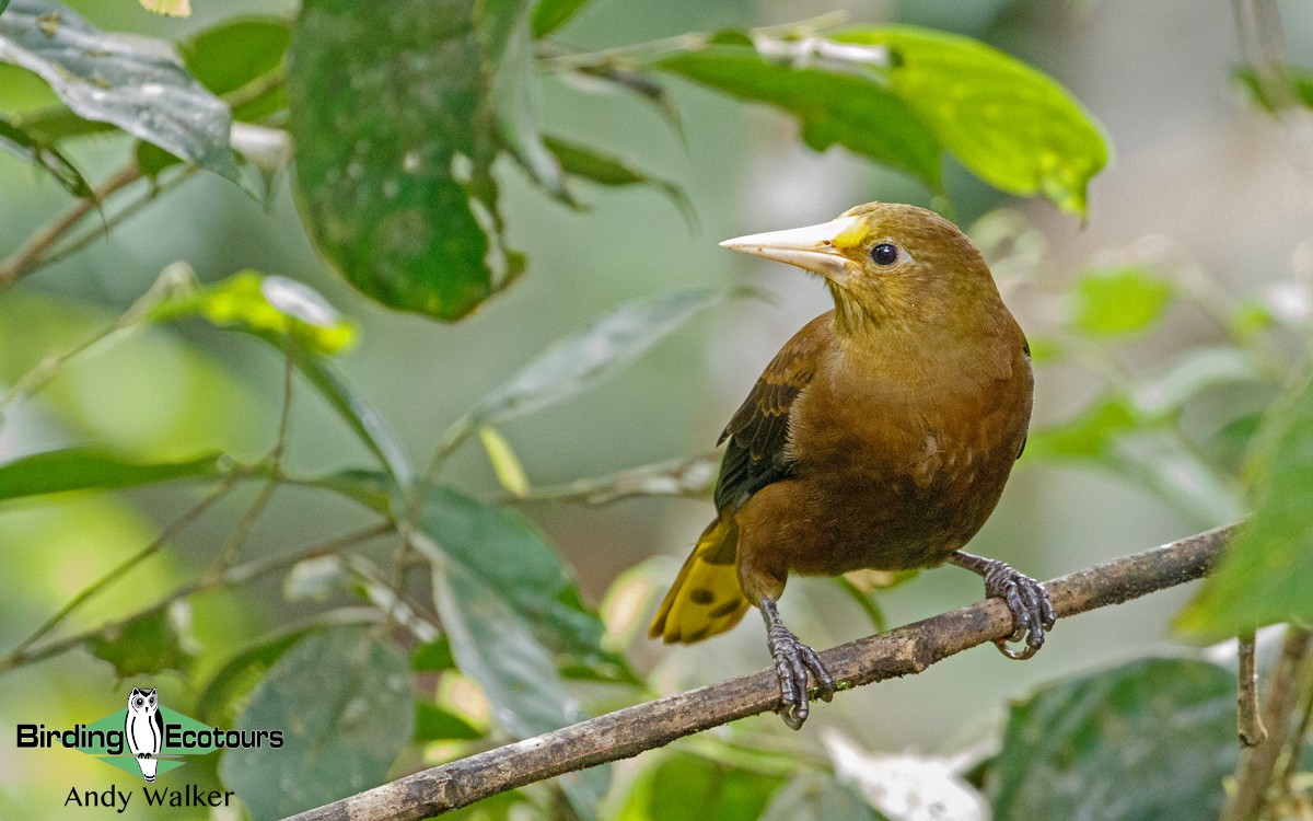 Russet-backed Oropendola - ML171135931