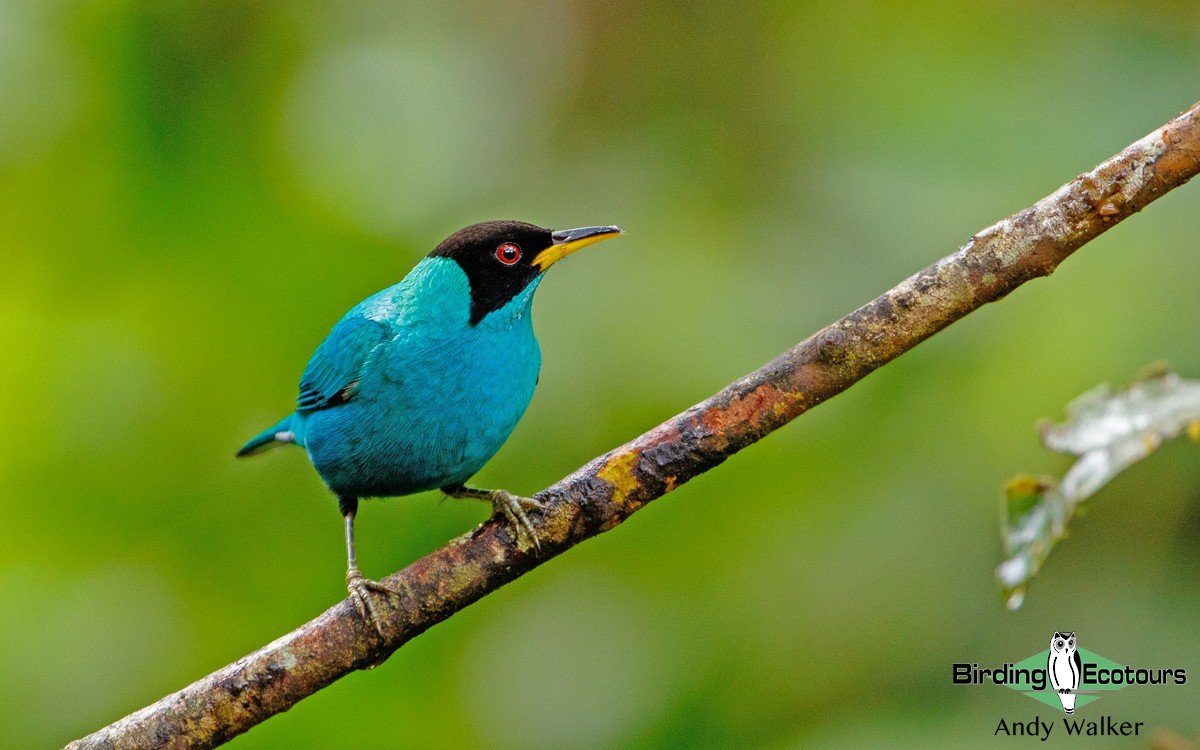 Green Honeycreeper - ML171136331