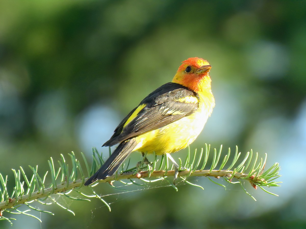 Western Tanager - ML171136951