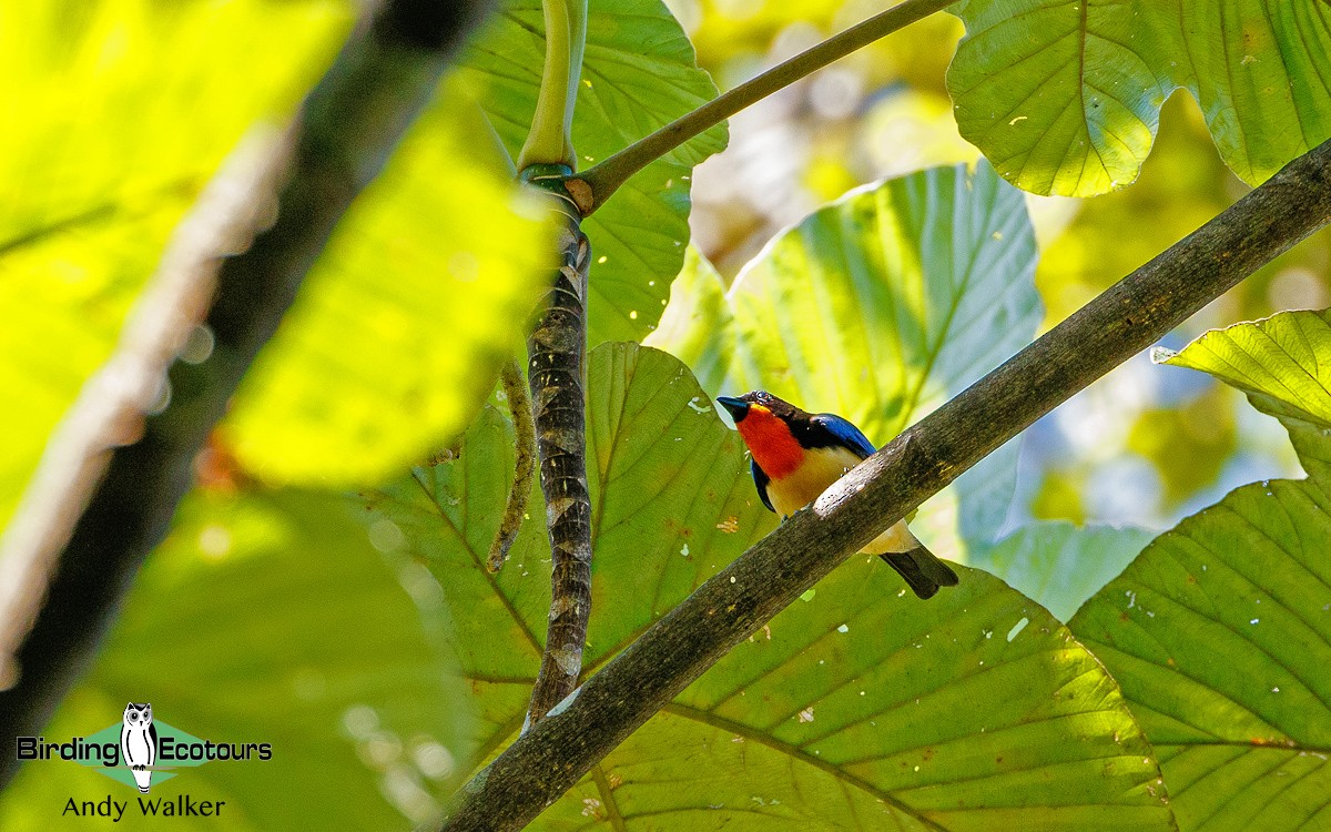 Orange-throated Tanager - Andy Walker - Birding Ecotours