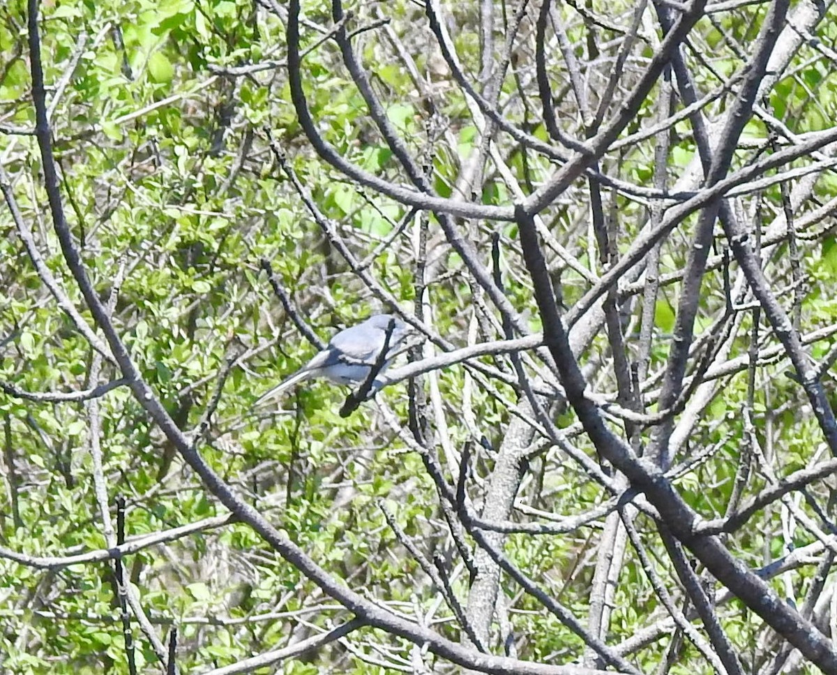 Blue-gray Gnatcatcher - ML171139471