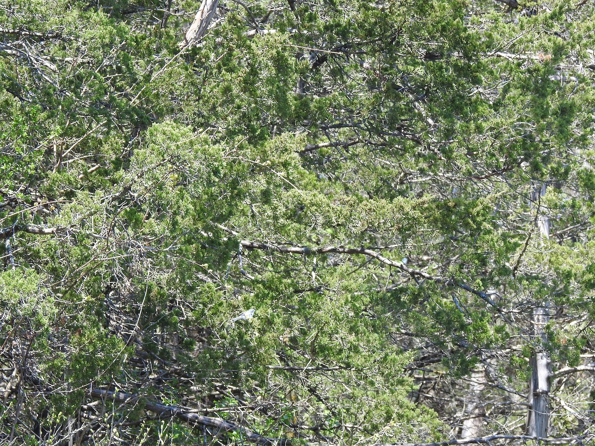 Blue-gray Gnatcatcher - ML171139581