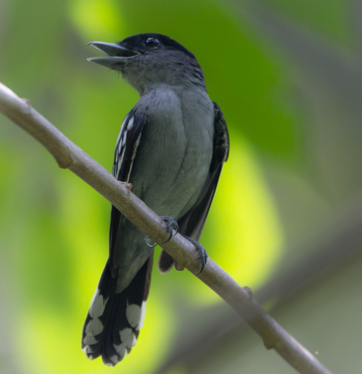 White-winged Becard - Isaias Morataya