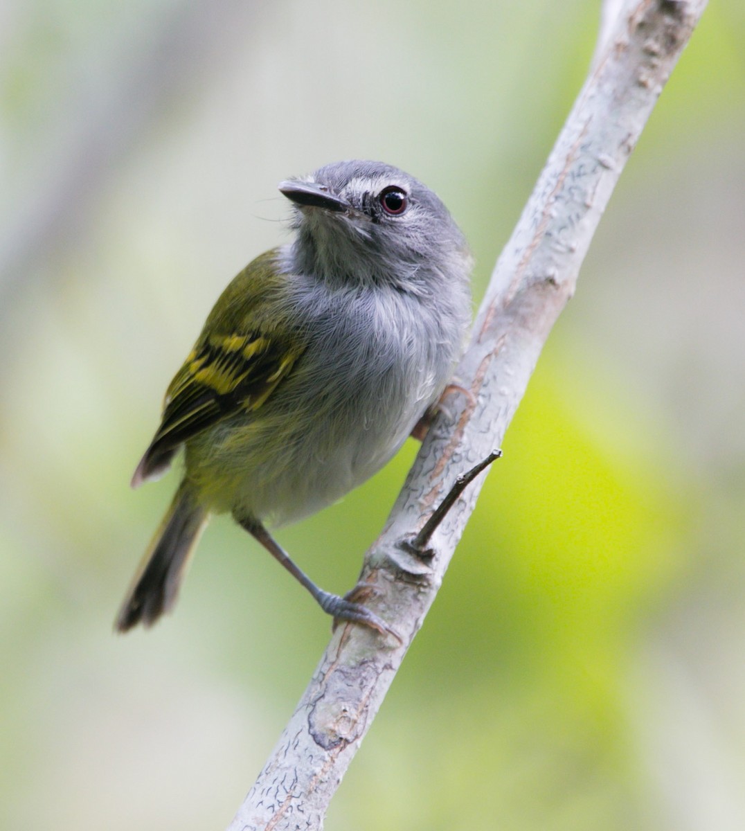 Slate-headed Tody-Flycatcher - Isaias Morataya