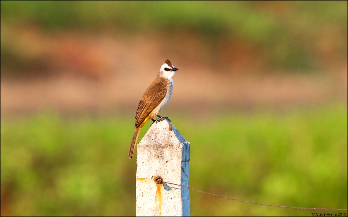 Yellow-vented Bulbul - ML171142111