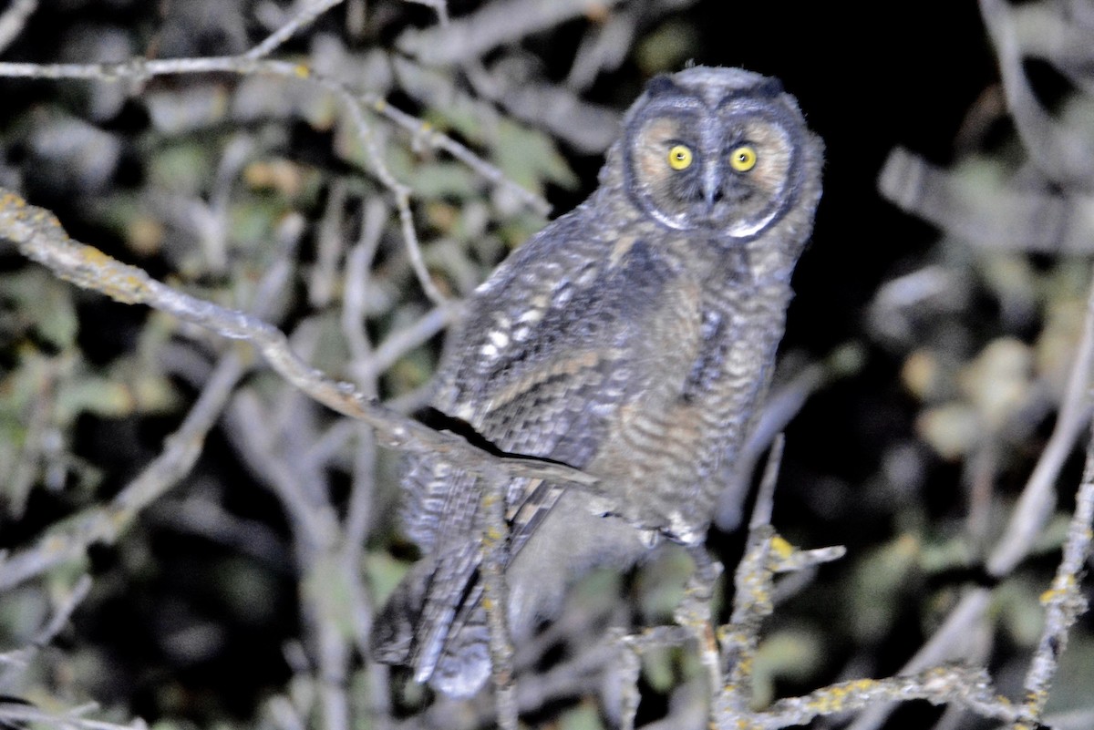 Long-eared Owl - ML171142771