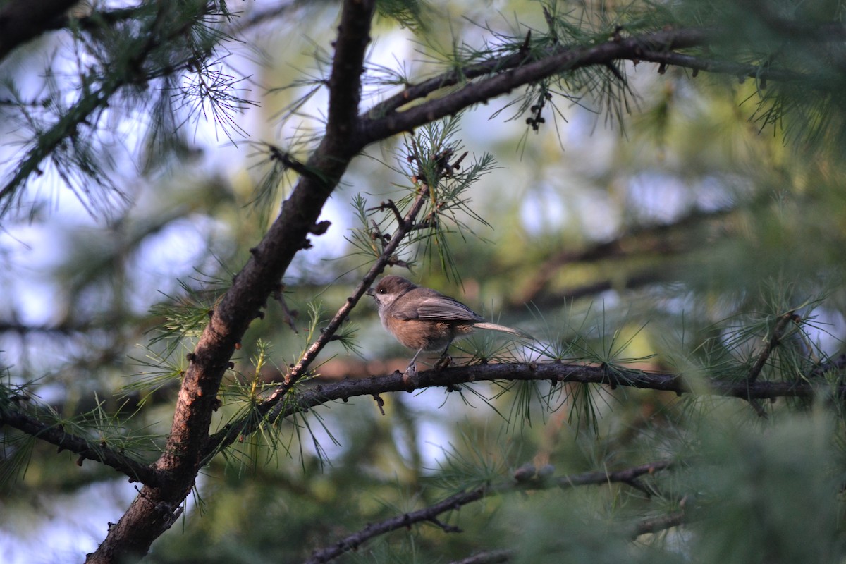 Boreal Chickadee - ML171143411