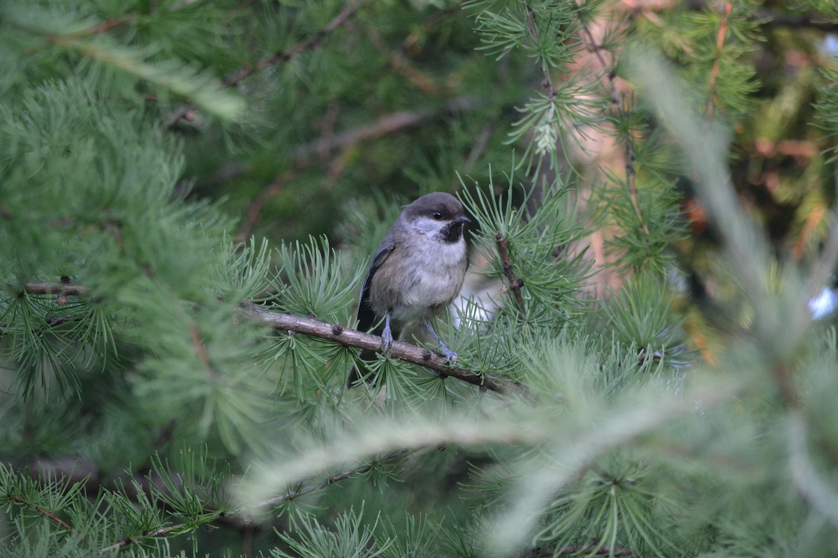 Boreal Chickadee - ML171143431