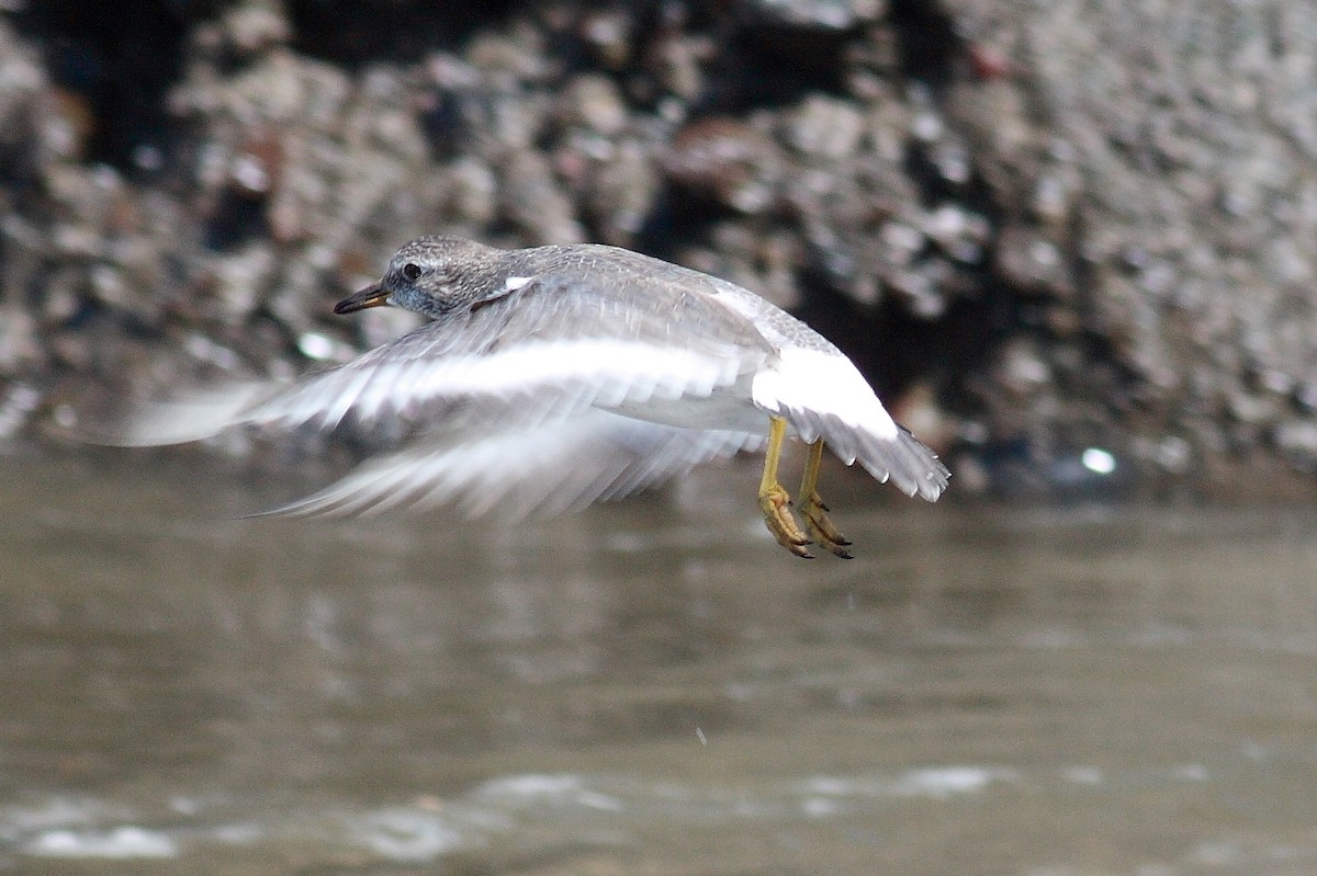 Surfbird - ML171143731